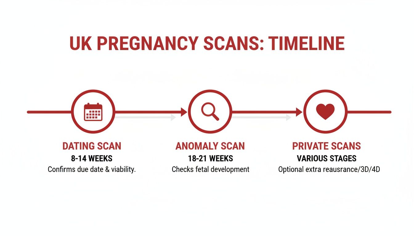 Timeline of UK pregnancy scans: dating scan, anomaly scan, and private scans with their stages and purposes.