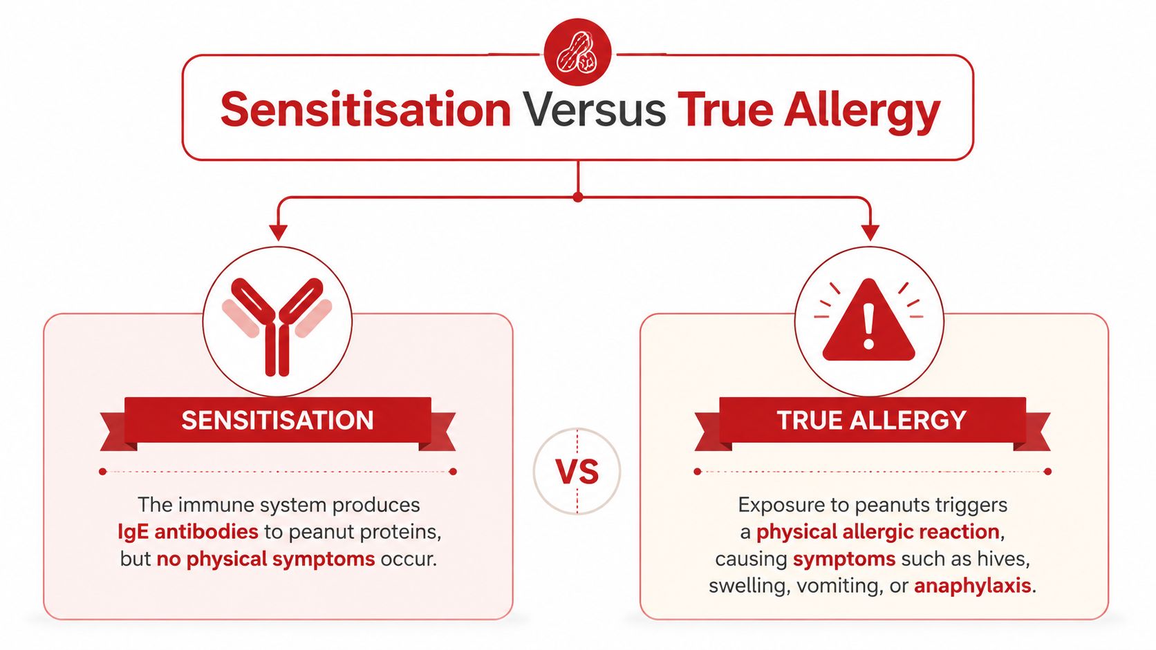 An educational infographic comparing peanut sensitization versus true peanut allergy, showing immune system reactions versus clinical symptoms.