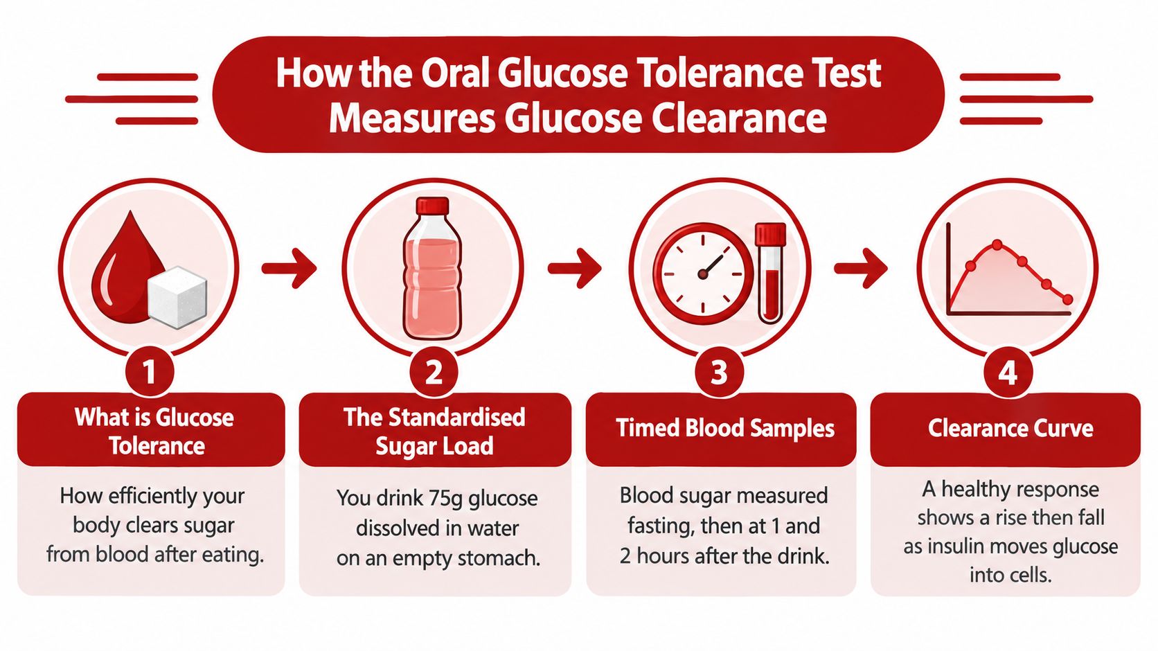 A four-step infographic illustrating how the oral glucose tolerance test measures blood sugar clearance in the body.